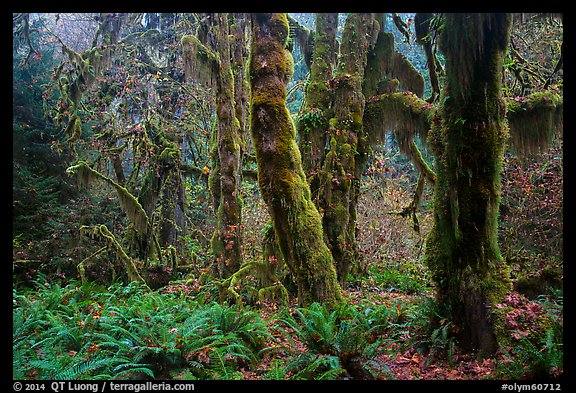 Maple grove in autumn, Hall of Mosses. Olympic National Park (color)
