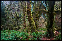 Maple grove in autumn, Hall of Mosses. Olympic National Park ( color)