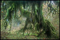 Club moss draping big leaf maple tree, Hall of Mosses. Olympic National Park ( color)