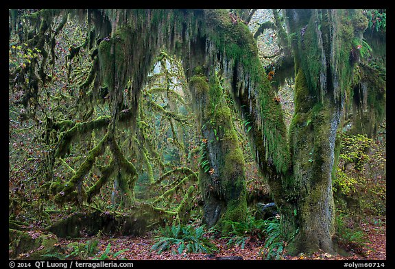 Hanging Oregon selaginella mosses over maple trees, Hall of Mosses. Olympic National Park (color)