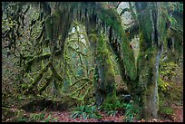 Hanging Oregon selaginella mosses over maple trees, Hall of Mosses. Olympic National Park ( color)