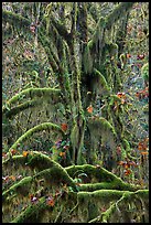 Moss-covered maples in autumn, Hall of Mosses. Olympic National Park, Washington, USA.