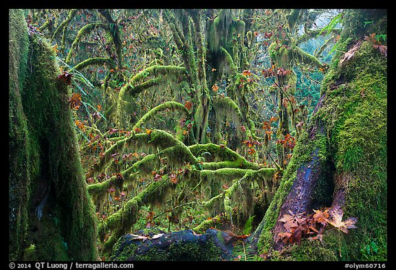 Moss-covered maple trees and fallen leaves in autumn, Hall of Mosses. Olympic National Park, Washington, USA.