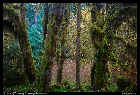 Hoh Rain Forest in autumn. Olympic National Park (color)