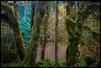 Hoh Rain Forest in autumn. Olympic National Park, Washington, USA.