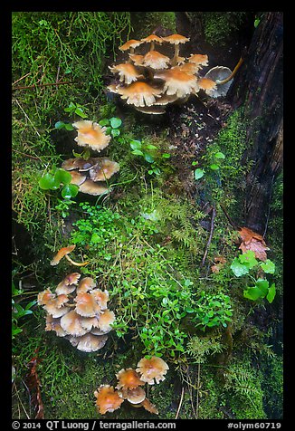 Close-up of mushrooms and mosses on tree trunk. Olympic National Park (color)