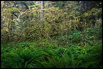 Ferns and maples in autumn, Hoh Rain forest. Olympic National Park, Washington, USA.