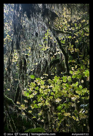 Hanging mosses and maple leaves, Hoh Rain forest. Olympic National Park (color)