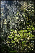 Hanging mosses and maple leaves, Hoh Rain forest. Olympic National Park ( color)