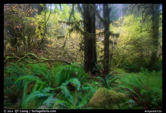 Autumn foliage in the rain, Hoh Rain Forest. Olympic National Park (color)