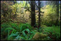 Autumn foliage in the rain, Hoh Rain Forest. Olympic National Park, Washington, USA.