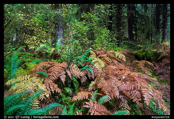 Ferns in autumn, Hoh Rain Forest. Olympic National Park (color)
