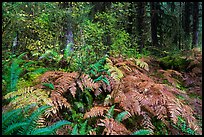 Ferns in autumn, Hoh Rain Forest. Olympic National Park, Washington, USA.