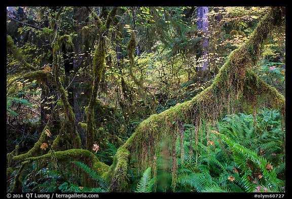 Branch with hanging mosses and autumn colors in Hoh Rainforest. Olympic National Park (color)