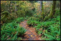 Trail in autumn Hoh Rain Forest. Olympic National Park, Washington, USA.