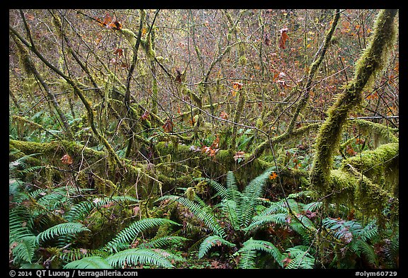 Ferns and thin branches, Hoh Rain Forest. Olympic National Park (color)