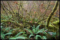 Ferns and thin branches, Hoh Rain Forest. Olympic National Park ( color)