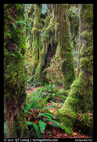 Moss-covered maples in autumn, Hall of Mosses. Olympic National Park, Washington, USA.