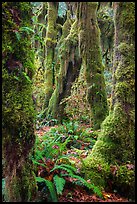 Moss-covered maples in autumn, Hall of Mosses. Olympic National Park, Washington, USA.