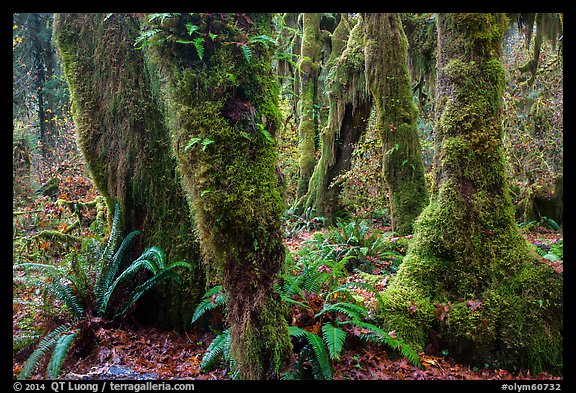 Ferns and maples covered by selaginella moss in autumn, Hall of Mosses. Olympic National Park (color)