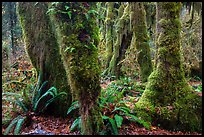 Ferns and maples covered by selaginella moss in autumn, Hall of Mosses. Olympic National Park, Washington, USA.