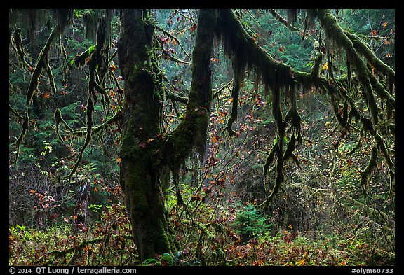 Moss-covered trees and rain forest with autumn foliage. Olympic National Park (color)