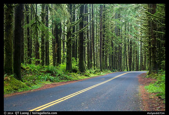 Road, Hoh Rain Forest. Olympic National Park (color)