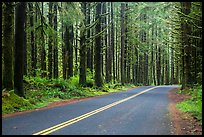 Road, Hoh Rain Forest. Olympic National Park, Washington, USA.