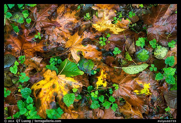 Forest floor with fallen leaves and clover, Quinault. Olympic National Park, Washington, USA.