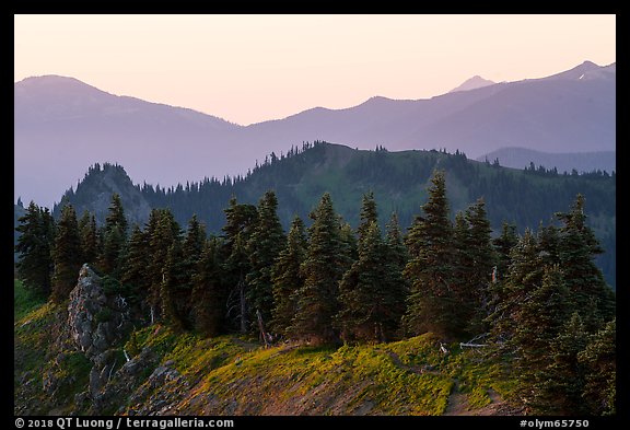 Forested ridge, Hurricane Hill. Olympic National Park (color)