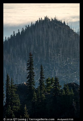 Distant mountain goat on ridgetop. Olympic National Park (color)