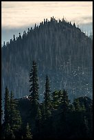 Distant mountain goat on ridgetop. Olympic National Park ( color)