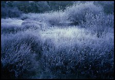 Grasses and shrubs with early morning frost. Pinnacles National Park ( color)