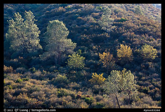 Trees on rolling chaparral shrubs. Pinnacles National Park, California, USA.