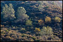 Trees on rolling chaparral shrubs. Pinnacles National Park, California, USA. (color)