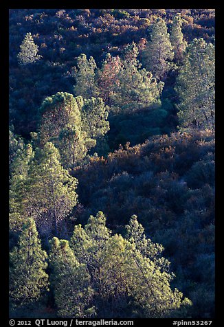 Trees and Mediterranean chaparral. Pinnacles National Park (color)