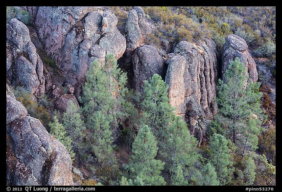 Rhyolitic rocks amongst pine trees. Pinnacles National Park, California, USA.