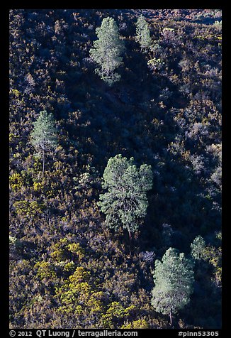 Trees and chapparal-covered slope. Pinnacles National Park (color)