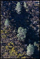 Trees and chapparal-covered slope. Pinnacles National Park ( color)