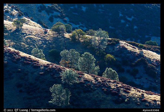 Trees on backlit ridges. Pinnacles National Park (color)