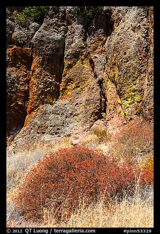 Dried wildflowers and colorful section of rock wall. Pinnacles National Park (color)