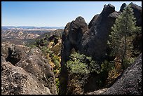 Pine trees growing amongst High Peaks rock faces. Pinnacles National Park, California, USA. (color)