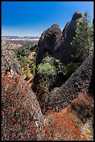 Dried wildflowers, trees, and pinnacles. Pinnacles National Park, California, USA. (color)