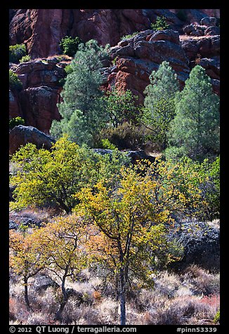 Trees and cliffs in late summer, Bear Gulch. Pinnacles National Park, California, USA.