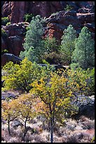 Trees and cliffs in late summer, Bear Gulch. Pinnacles National Park, California, USA.