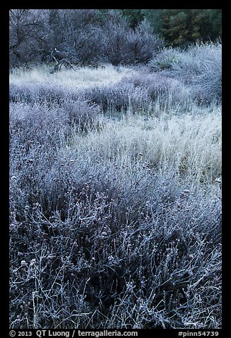 Frost along Bench Trail. Pinnacles National Park, California, USA.