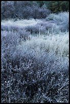 Frost along Bench Trail. Pinnacles National Park, California, USA. (color)