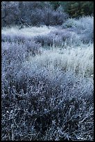 Frost along Bench Trail. Pinnacles National Park, California, USA.