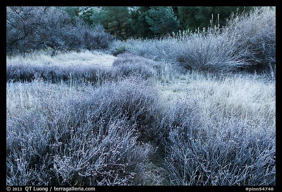 Winter frost on grasslands. Pinnacles National Park, California, USA.