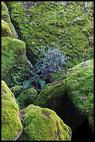 Mossy boulders, Bear Gulch. Pinnacles National Park, California, USA. (color)